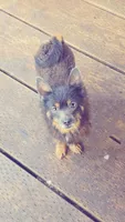Blue and Tan *spayed*, a female Pomeranian for sale in Albany, OR – 6 of 6
