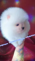 Luxe, a male Pomeranian for sale in Albany, OR – 2 of 8