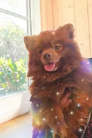 Grizz , a male Pomeranian for sale in Albany, OR – 2 of 7