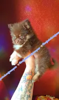 Scrimshaw, a male Pomeranian for sale in Albany, OR – 4 of 5