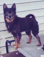 Blue and Tan *spayed*, a female Pomeranian for sale in Albany, OR – 2 of 6