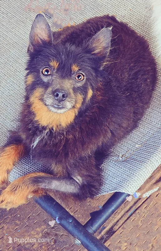 Blue and Tan *spayed* – Pomeranian puppy for sale in Albany, OR