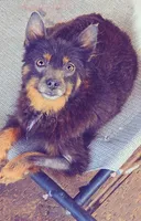 Blue and Tan *spayed*, a female Pomeranian for sale in Albany, OR – 1 of 6