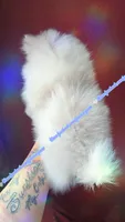 Lavender Merle , a male Pomeranian for sale in Albany, OR – 2 of 3