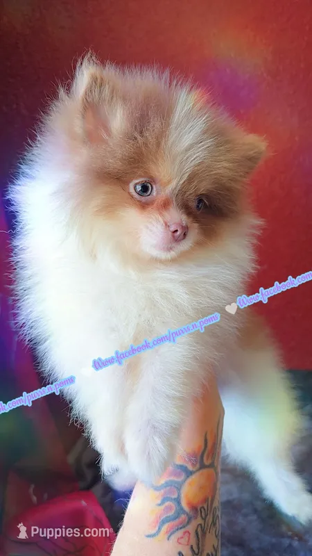 Lavender Tri – Pomeranian puppy for sale in Albany, OR