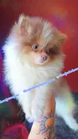 Lavender Tri, a male Pomeranian for sale in Albany, OR – 2 of 9