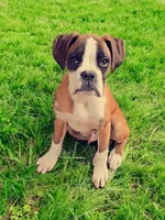 Krampus- Flashy Fawn, a male Boxer for sale in Albany, OR – Photo 5 of 10