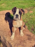Krampus- Flashy Fawn, a male Boxer for sale in Albany, OR – Photo 6 of 10