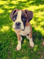 Krampus- Flashy Fawn, a male Boxer for sale in Albany, OR – Photo 2 of 10