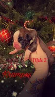 Krampus- Flashy Fawn, a male Boxer for sale in Albany, OR – Photo 7 of 10