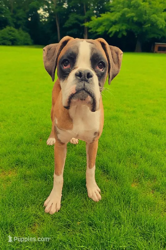 Krampus- Flashy Fawn, a male Boxer for sale in Albany, OR – Photo 1 of 10