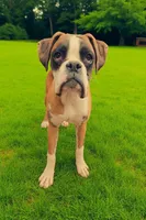 Krampus- Flashy Fawn, a male Boxer for sale in Albany, OR – Photo 1 of 10