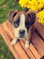 Krampus- Flashy Fawn, a male Boxer for sale in Albany, OR – Photo 4 of 10