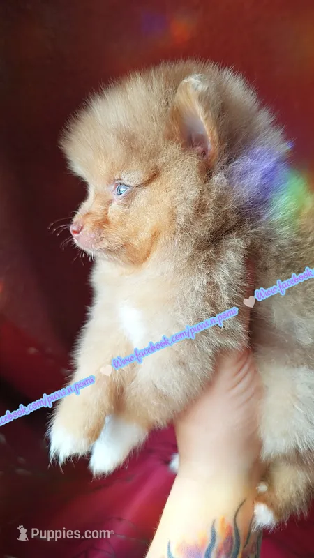 Chocolate Merle – Pomeranian puppy for sale in Albany, OR