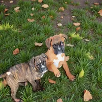 Valarie, a female Boxer for sale in Albany, OR – Photo 4 of 7