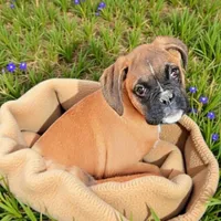 Valarie, a female Boxer for sale in Albany, OR – Photo 5 of 7
