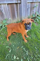 Valarie, a female Boxer for sale in Albany, OR – Photo 3 of 7