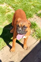 Valarie, a female Boxer for sale in Albany, OR – Photo 2 of 7