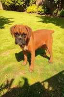 Valarie, a female Boxer for sale in Albany, OR – Photo 1 of 7