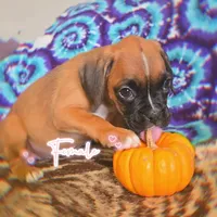 Valarie, a female Boxer for sale in Albany, OR – Photo 6 of 7