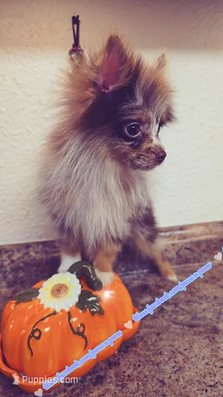 S'more – Pomeranian puppy for sale in Albany, OR