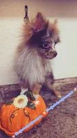 S'more, a female Pomeranian for sale in Albany, OR – 1 of 6