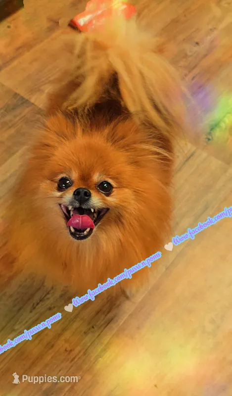 Kiwi 🥝 – Pomeranian puppy for sale in Albany, OR