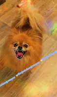Kiwi 🥝, a female Pomeranian for sale in Albany, OR – 4 of 4