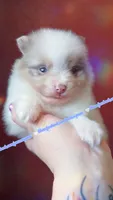 Lavender Merle Tri, a male Pomeranian for sale in Albany, OR – 2 of 3