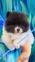 True Blue Parti, a male Pomeranian for sale in Albany, OR – 3 of 3