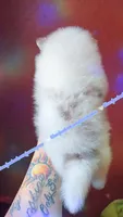 Lavender Merle Tri, a male Pomeranian for sale in Albany, OR – 3 of 3
