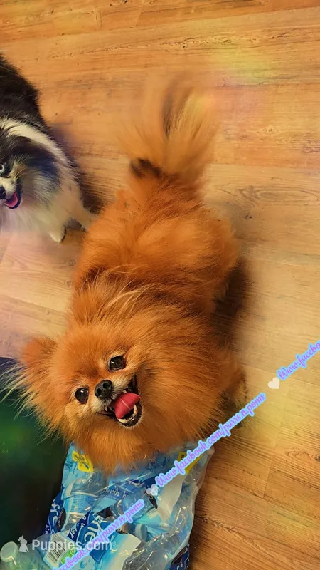 Kiwi 🥝 – Pomeranian puppy for sale in Albany, OR