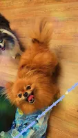 Kiwi 🥝, a female Pomeranian for sale in Albany, OR – 2 of 4