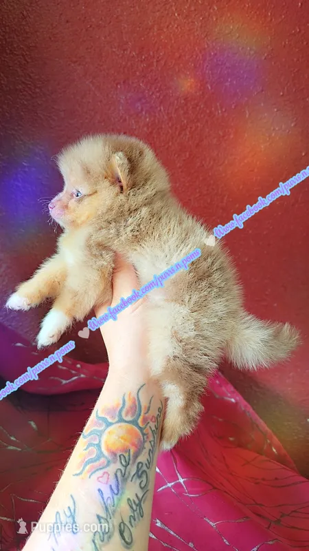Chocolate Merle – Pomeranian puppy for sale in Albany, OR