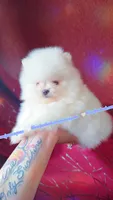Luxe, a male Pomeranian for sale in Albany, OR – 6 of 8
