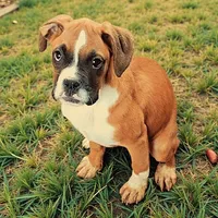 Venus, a female Boxer for sale in Albany, OR – Photo 7 of 9