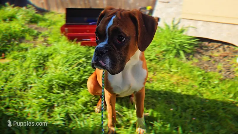 Venus – Boxer puppy for sale in Albany, OR