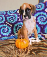 processed/76535d69-5950-4b60-8075-b38e83aecdf7/listing/d6ec39e4-9198-405c-90f8-3de3b1cb6360/540f6160-adb6-41e3-a364-c1eb6c9c2e96