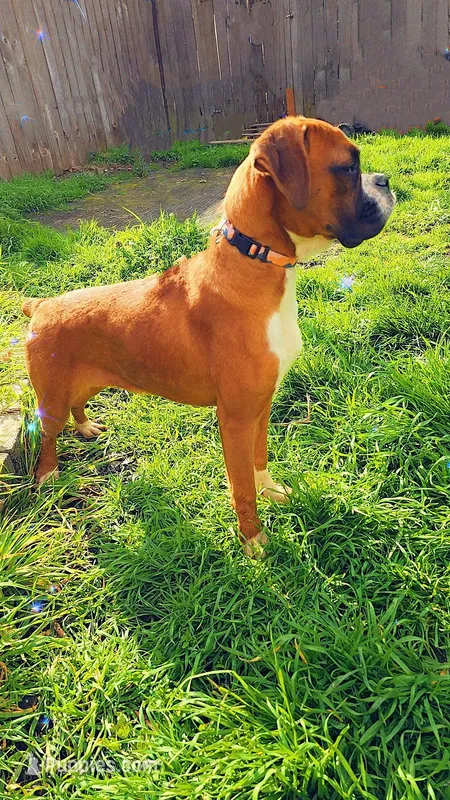 Venus – Boxer puppy for sale in Albany, OR