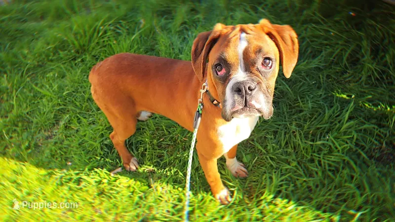 Venus – Boxer puppy for sale in Albany, OR