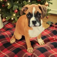 Venus, a female Boxer for sale in Albany, OR – Photo 6 of 9
