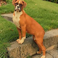 Venus, a female Boxer for sale in Albany, OR – Photo 4 of 9