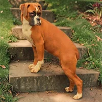Venus, a female Boxer for sale in Albany, OR – Photo 5 of 9
