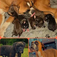 Venus, a female Boxer for sale in Albany, OR – Photo 9 of 9