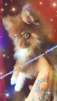 Chocolate and Tan, a male Pomeranian for sale in Albany, OR – 3 of 6