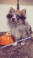 S'more, a female Pomeranian for sale in Albany, OR – 4 of 6