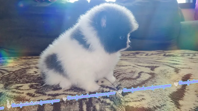 True Blue Parti – Pomeranian puppy for sale in Albany, OR