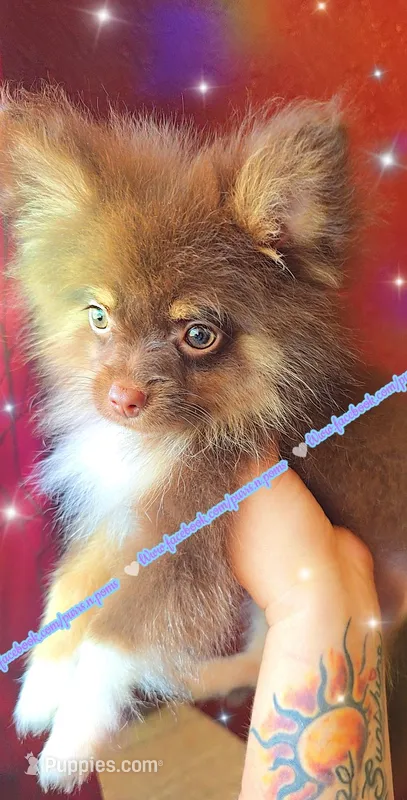 Chocolate and Tan – Pomeranian puppy for sale in Albany, OR