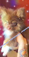 Chocolate and Tan, a male Pomeranian for sale in Albany, OR – 2 of 6
