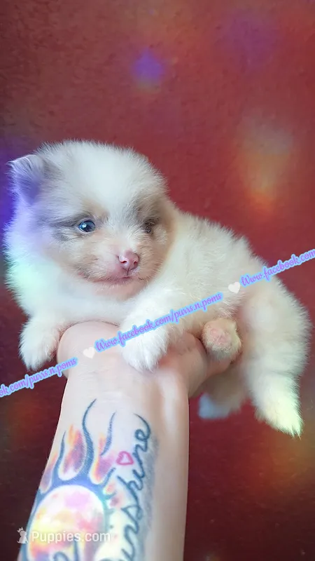 Lavender Merle Tri – Pomeranian puppy for sale in Albany, OR